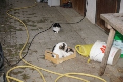 003_01.09.2017_18.47_1